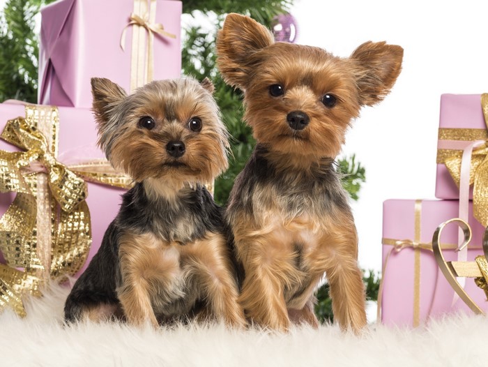 Two Yorkshire Terriers with Christmas Gifts