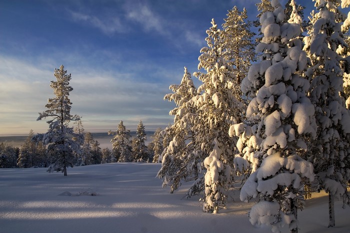Snow-covered trees in a winter forest at sunrise