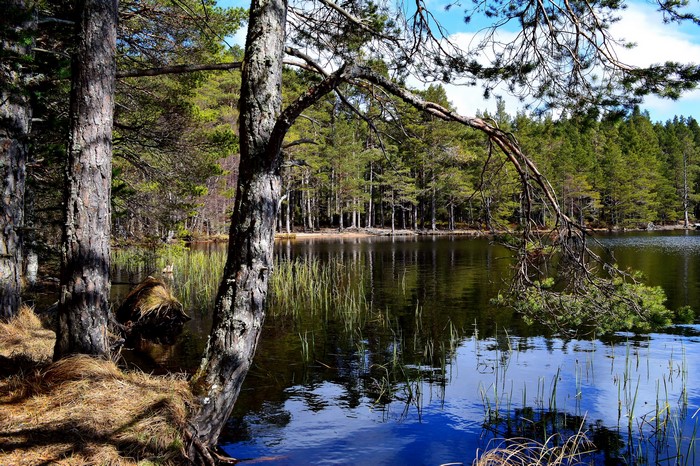 Lake in a pine forest with reflections