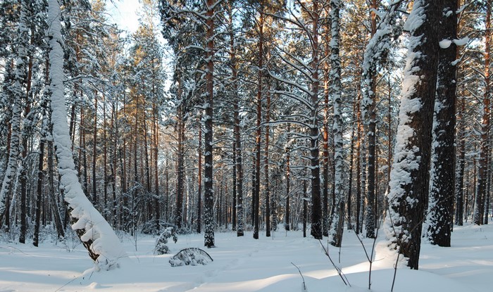 Snowy forest with tall pine trees