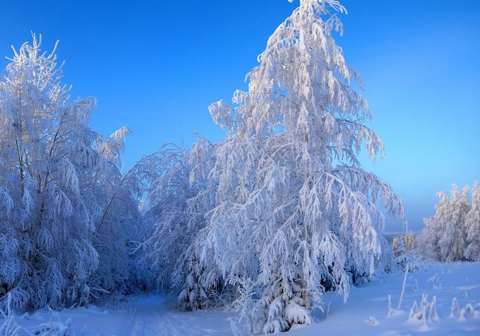 Snow-covered trees under a clear blue sky
