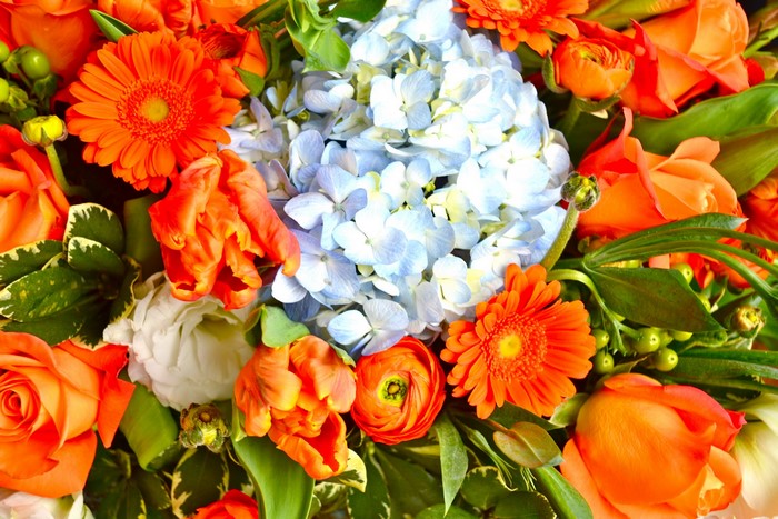 Bouquet of orange gerberas and blue hydrangeas
