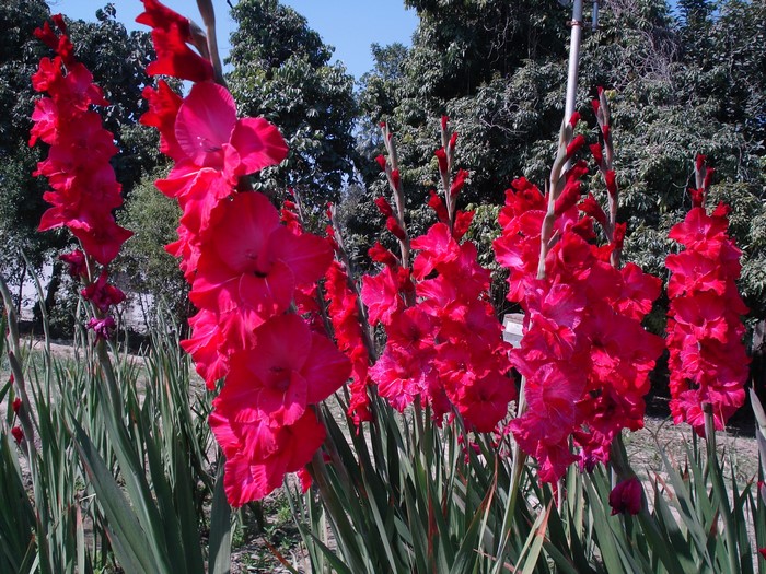 Red Gladioluses in a Garden