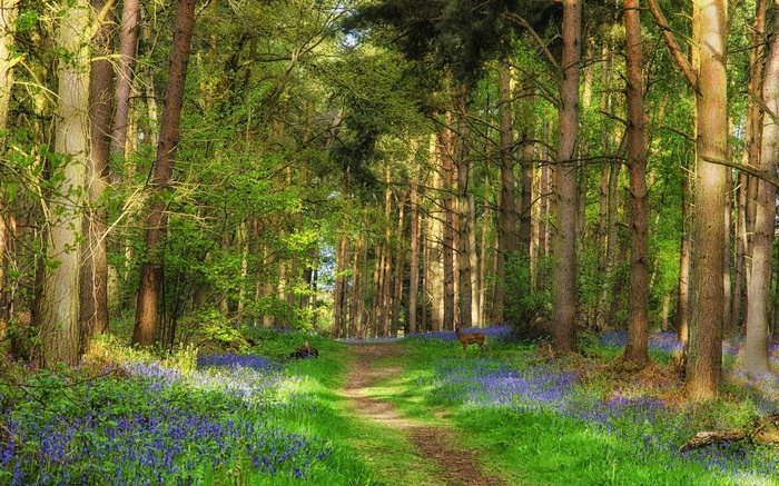 A deer stands in a forest with bluebells