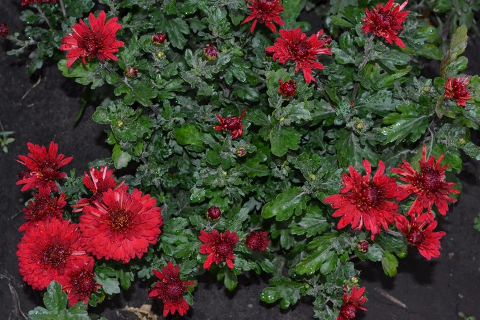 Red Chrysanthemums with Water Droplets