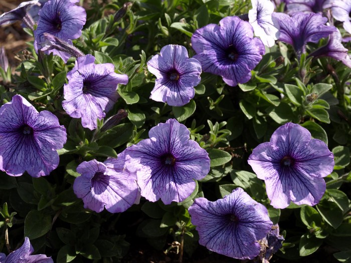 Purple Petunias with Dark Veins