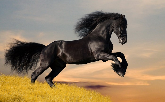 Black horse running on a grassy hill