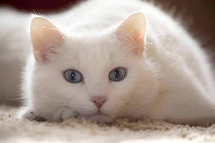 White Cat with Blue Eyes