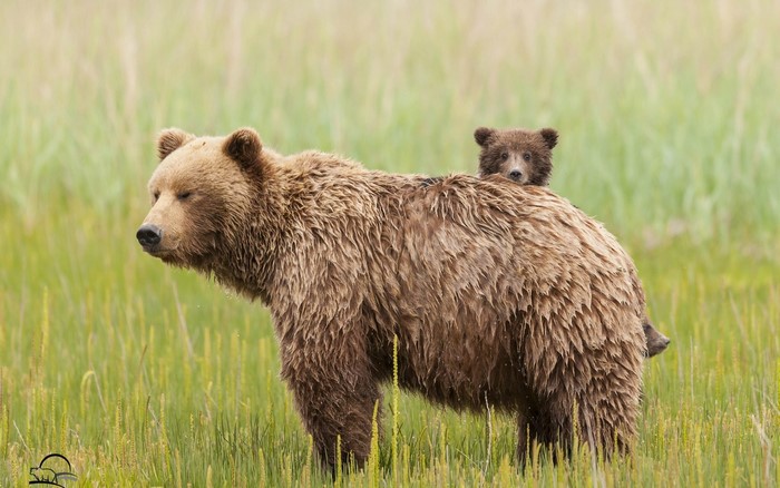 Mother and cub brown bears in a grassy field