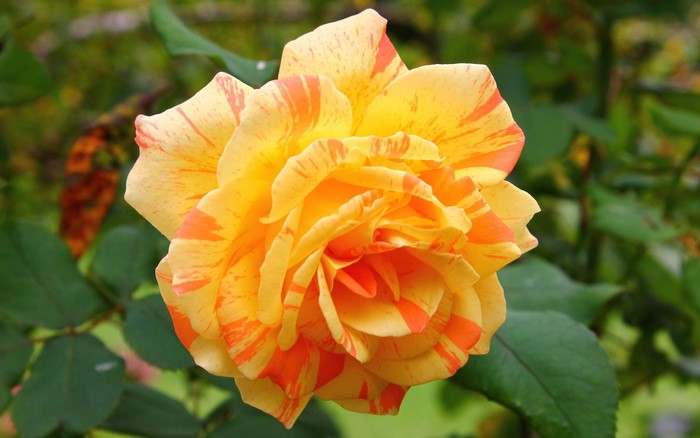 Close-up of a yellow and orange striped rose