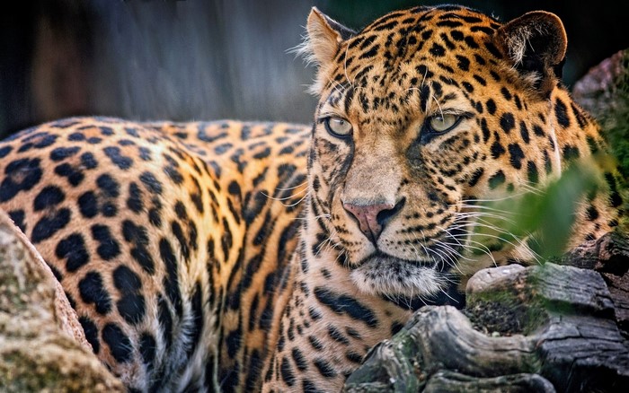 Leopard resting on a tree branch