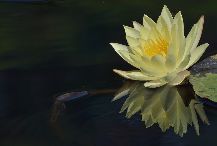 Yellow water lily reflected in dark water