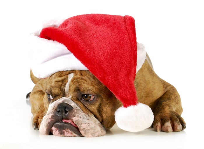 English Bulldog Wearing a Santa Hat