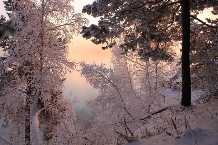 Winter forest with frost-covered trees at sunrise