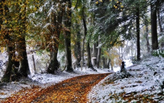 Autumn leaves and snow on a forest path