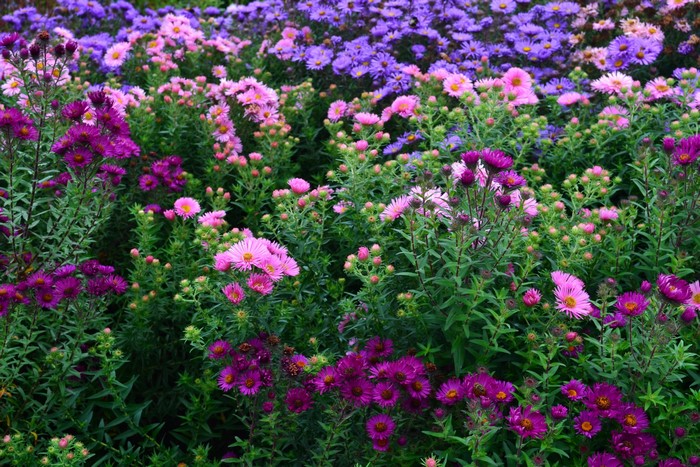 A field of colorful asters in bloom