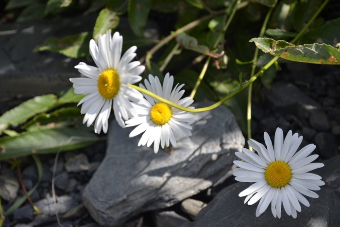 Daisies on rocks with green leaves