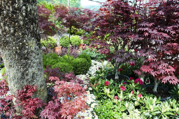 Japanese Maple Trees and Garden Plants