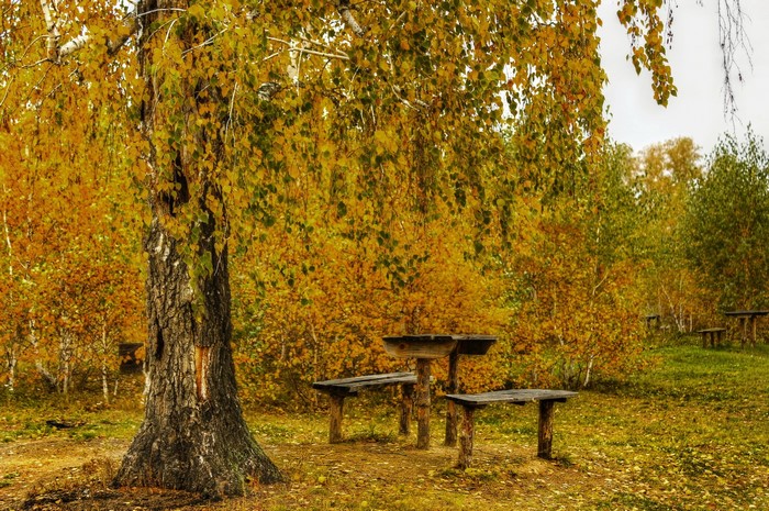 Autumn scene with birch trees and picnic table