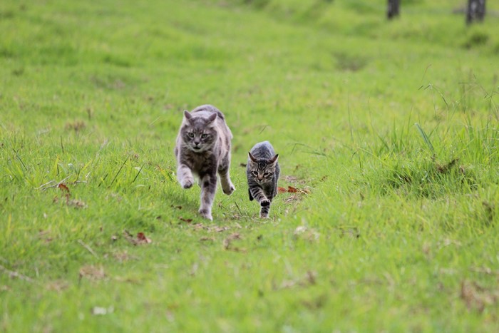 Two cats running on green grass