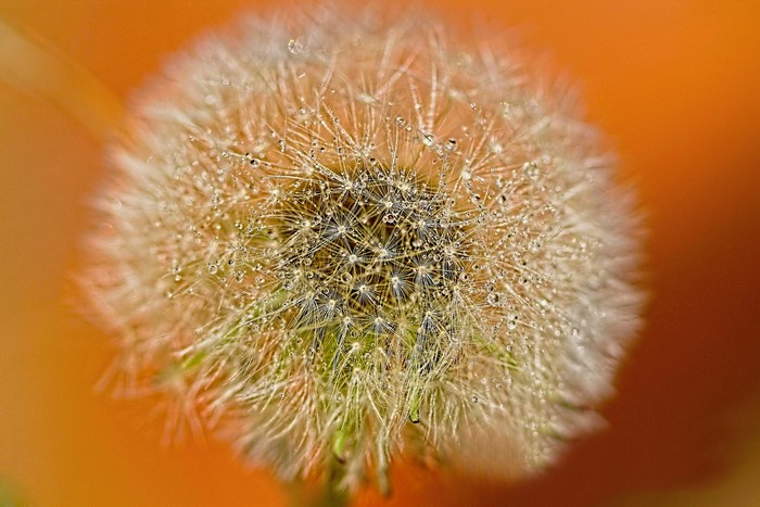 Dandelion with water drops on orange background