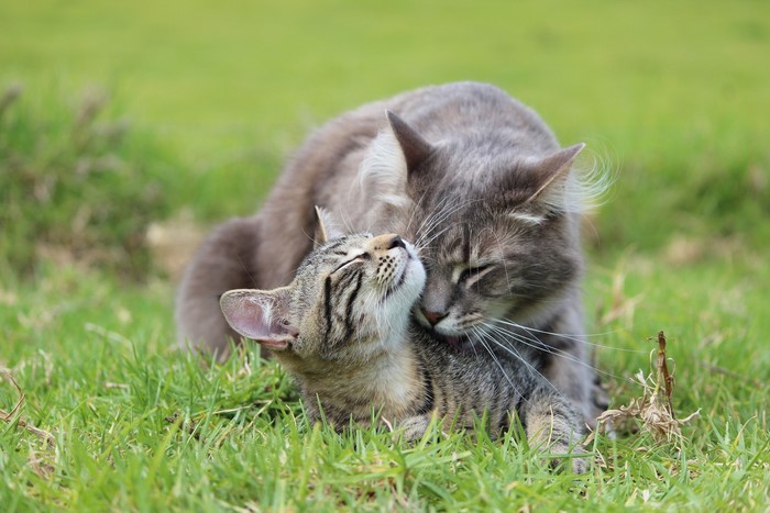 Two cats grooming each other in grass