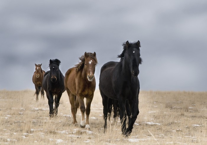 Four horses running across a dry field