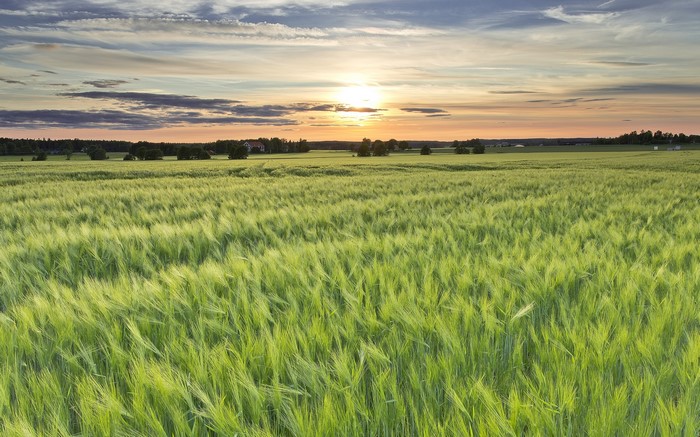 Green field in Sweden at sunset