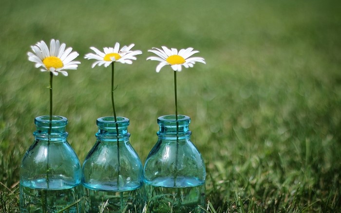 Three daisies in blue glass bottles on grass