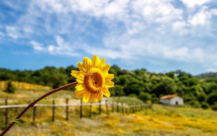 Yellow flower in a field with a house