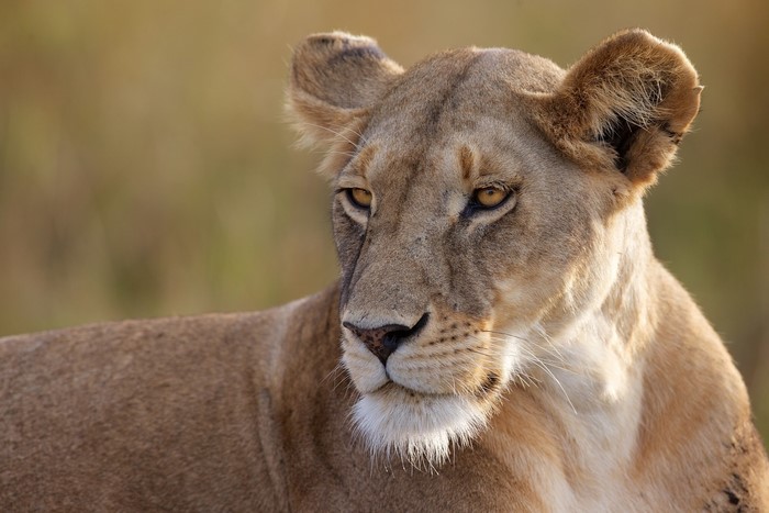 Lioness looking to the side