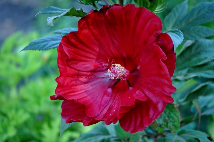 Red Hibiscus Flower