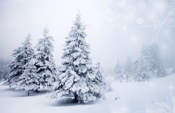 Snow-covered pine trees in a winter forest