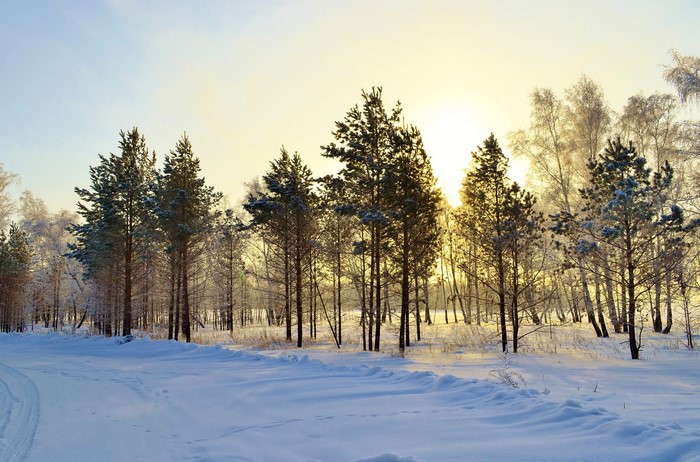 Winter forest with snow and sun