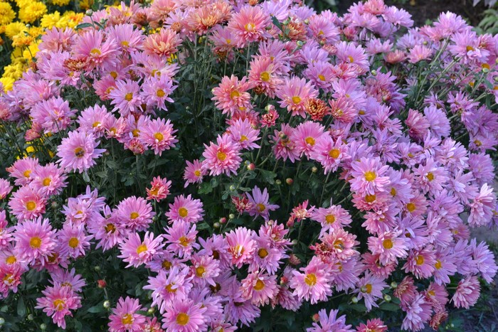 Pink and purple chrysanthemums in bloom