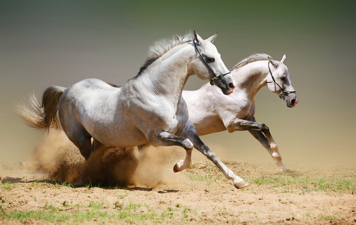 Two white horses running in dust