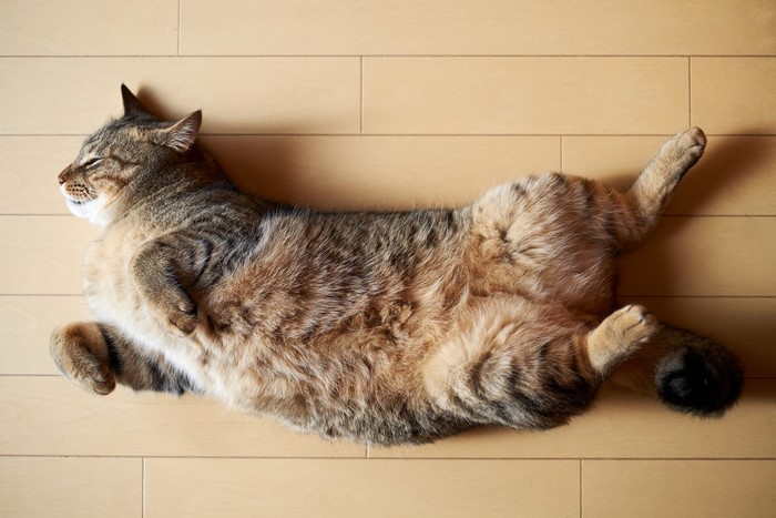 A tabby cat sleeping on a wooden floor