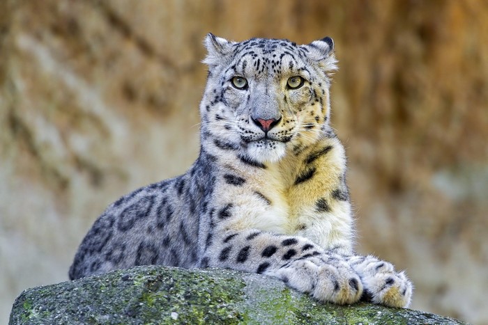 Snow leopard resting on a rock