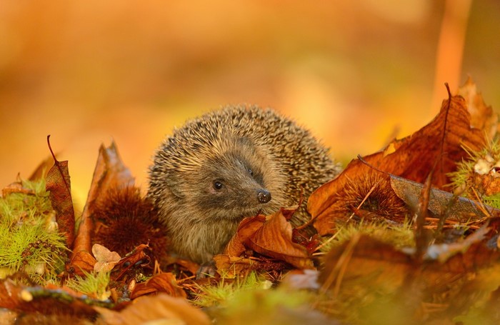 Hedgehog in autumn foliage
