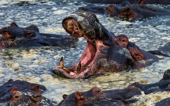 Hippos yawning in murky water