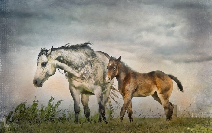Mother and foal horses in a field