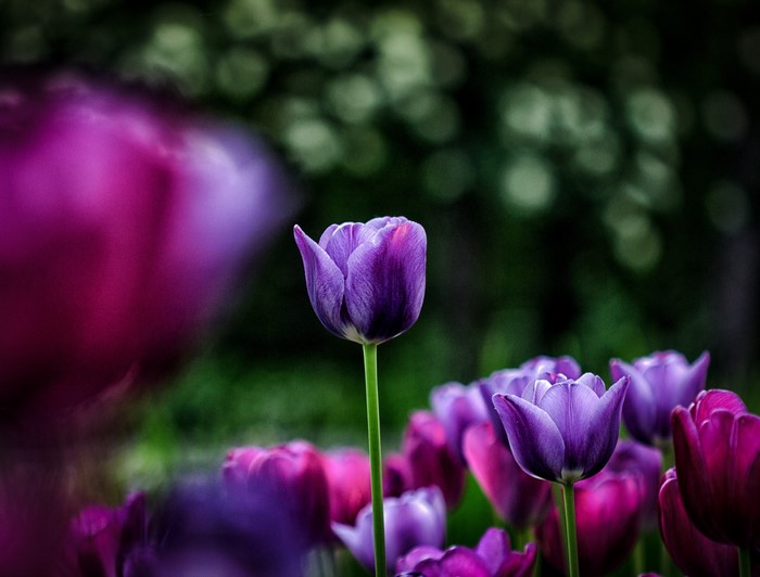 Purple Tulips in a Garden