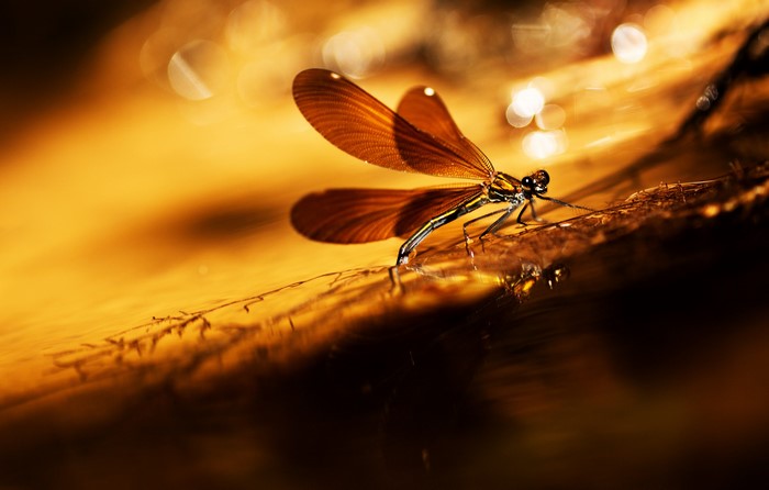 Close-up of a damselfly on a wet surface