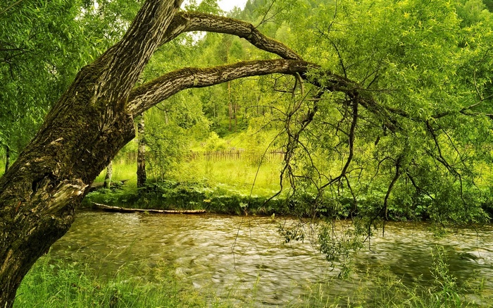 Tree branches over a flowing river in a forest