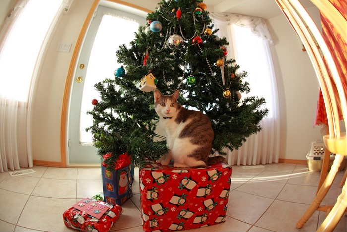 Cat sitting on gifts under a Christmas tree