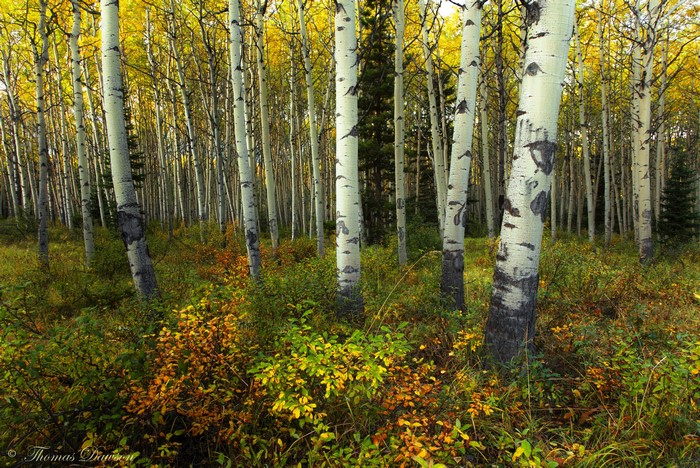 Aspen Trees in Jasper National Park, Canada