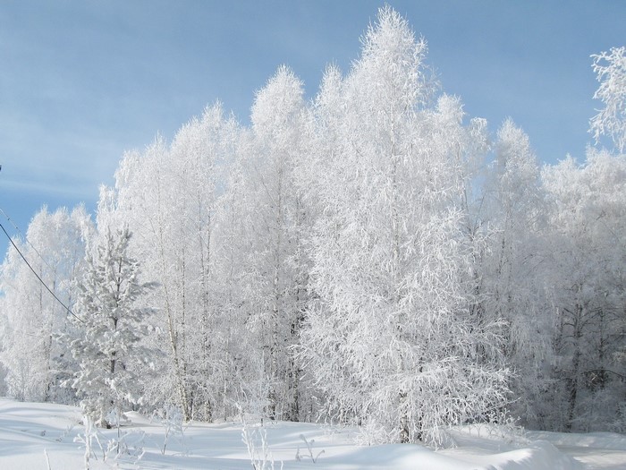 Winter forest covered in frost under a blue sky
