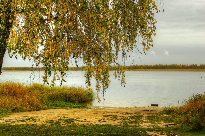 Autumn Birch Tree by the River