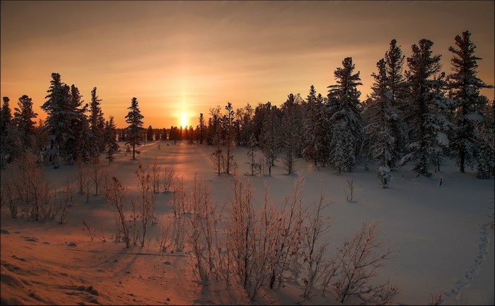 Winter forest at sunset with snow-covered trees