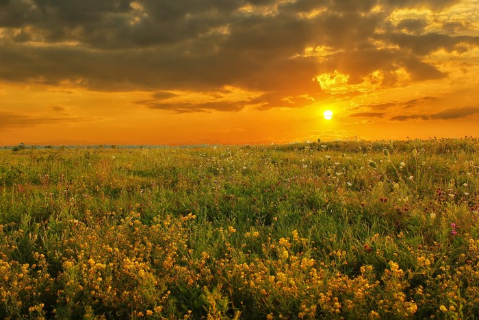 Sunset over a field of wildflowers